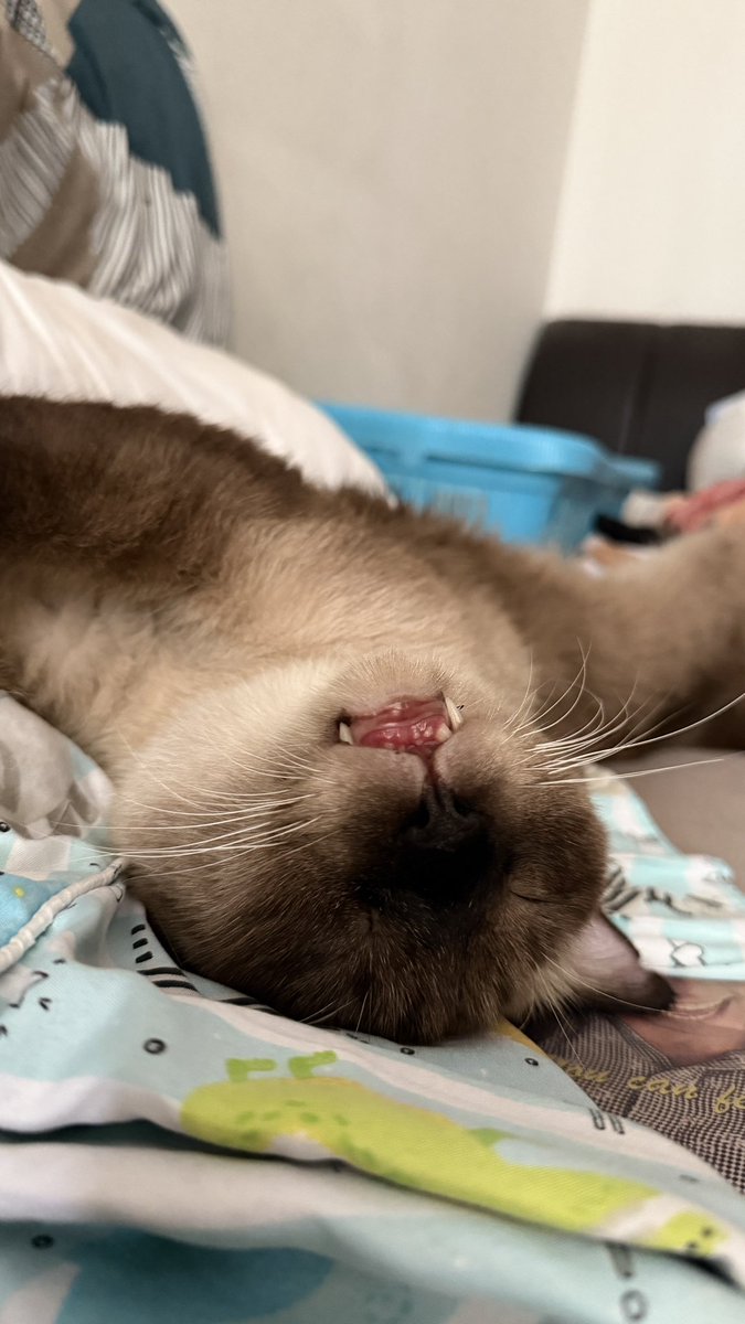 JUNOT ´･ᴗ･` tweet media