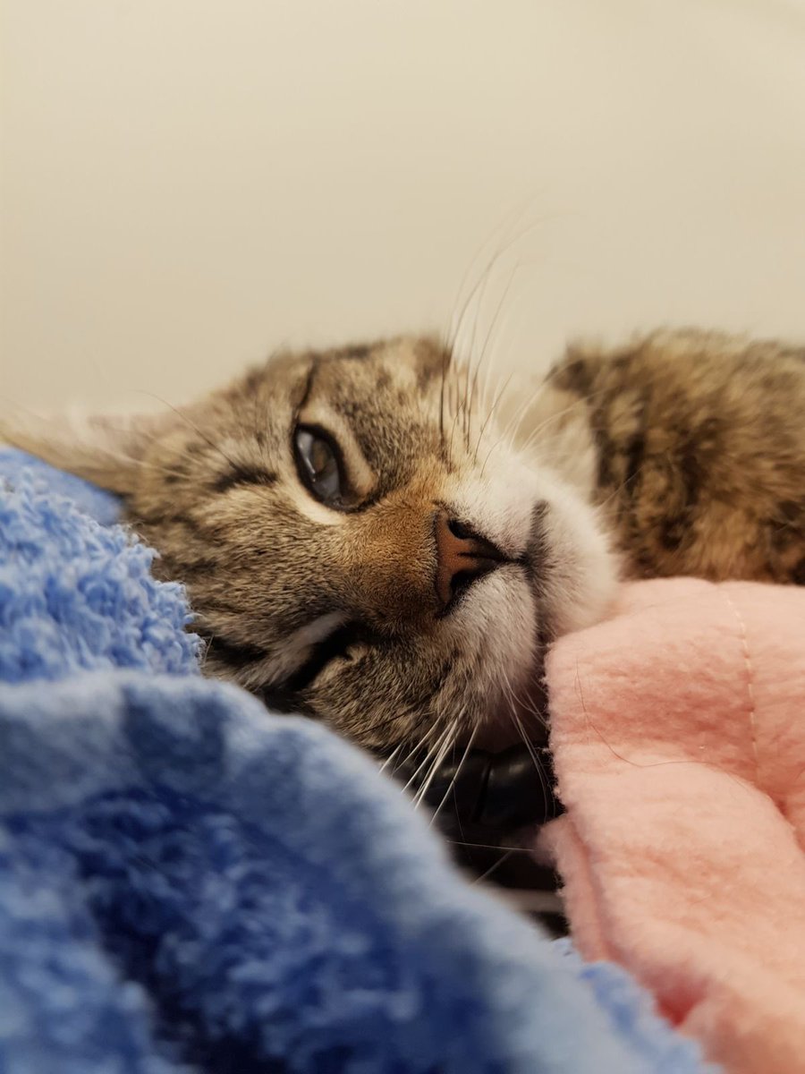 Kittens als Chili vragen veel zorg en aandacht en we doen het met liefde, maar alle hulp is welkom. Wil je Chili en ons een pootje of handje helpen? Alle donaties die wij via actievoordieren.nl/fundraisers/st… ontvangen, worden door Stichting DierenLot verdubbeld!  

Groetjes van Chili! 😻