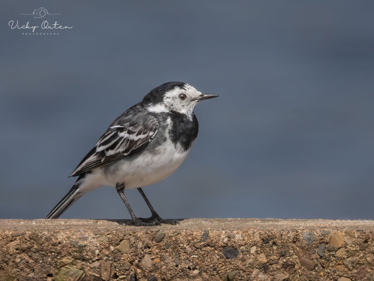 Vicky Outen Photo DPAGB tweet media