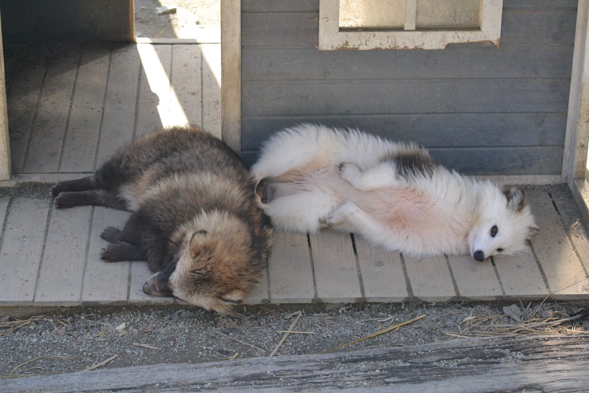 🦊九尾のきつねうどん🦊 tweet media