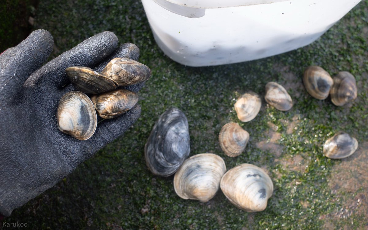 カルクウ tweet media