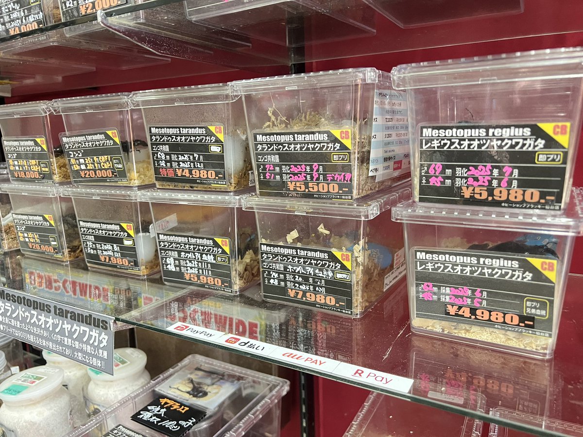 ブラッキー　クワカブ専門店 tweet media