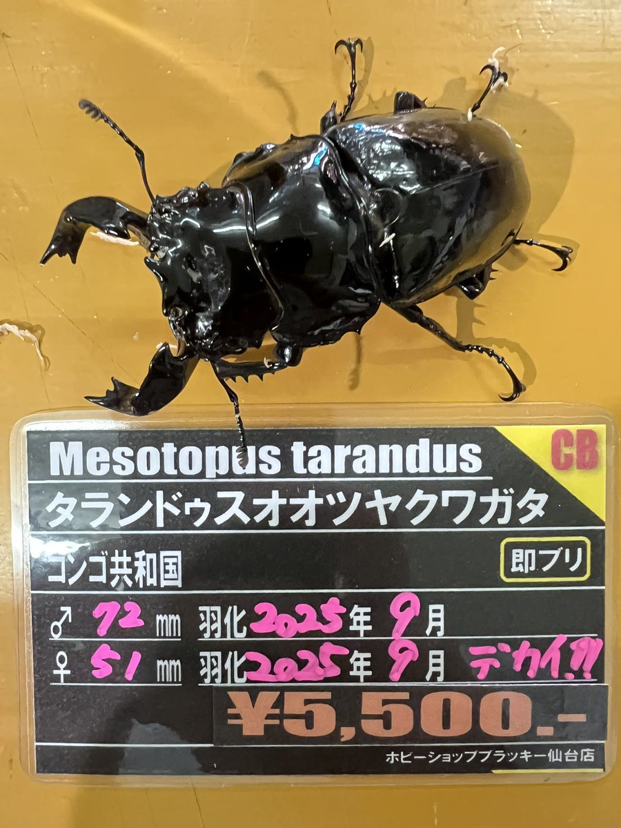 ブラッキー　クワカブ専門店 tweet media