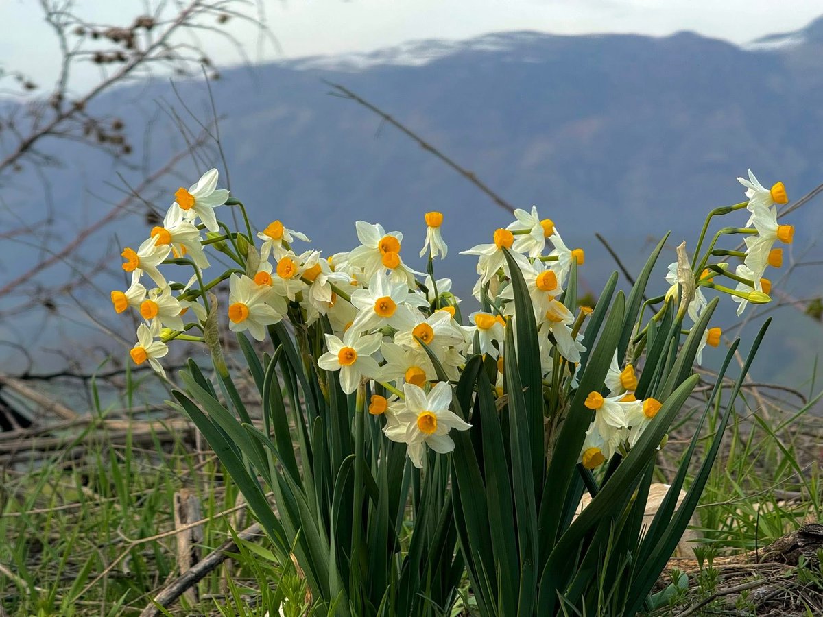 İbrahim Shekh Sharafi tweet media