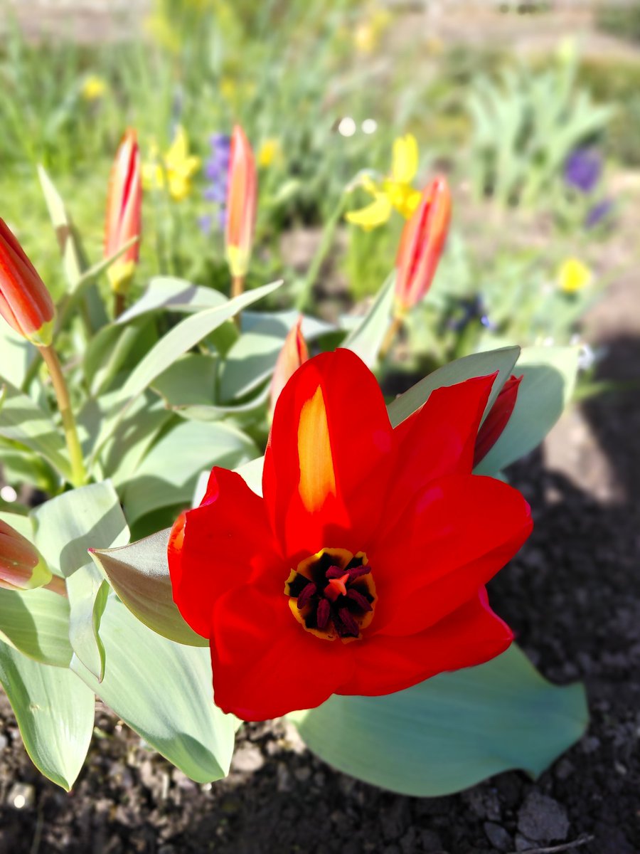 Dyrham Park tweet media