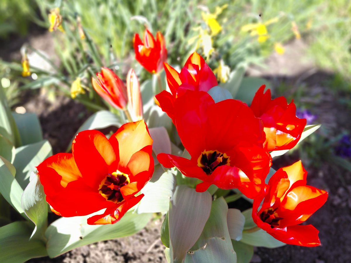 Dyrham Park tweet media