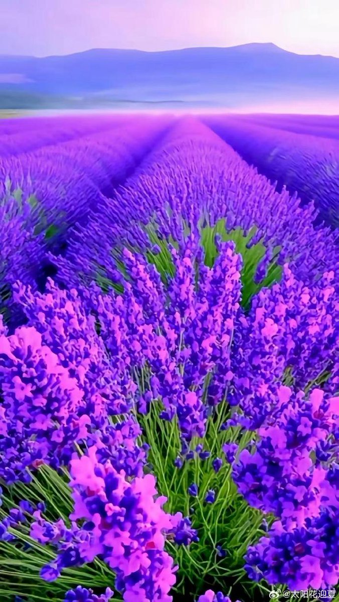 michael chambers tweet media