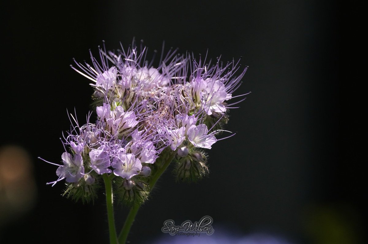 Sam WilsonLandscapes tweet media