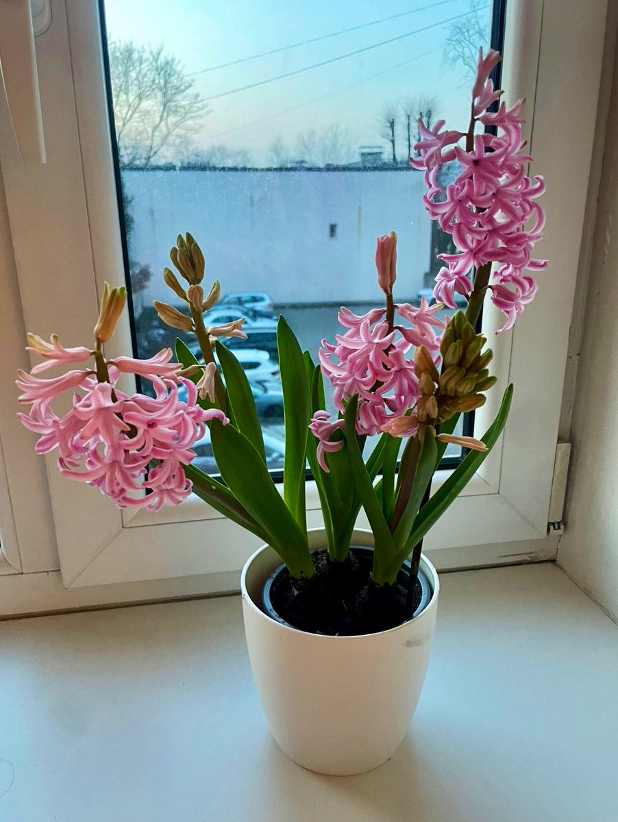 Ieva Matisone tweet media