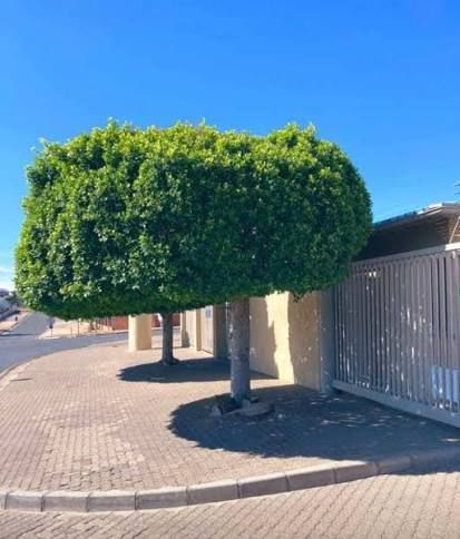 The Namibian tweet media