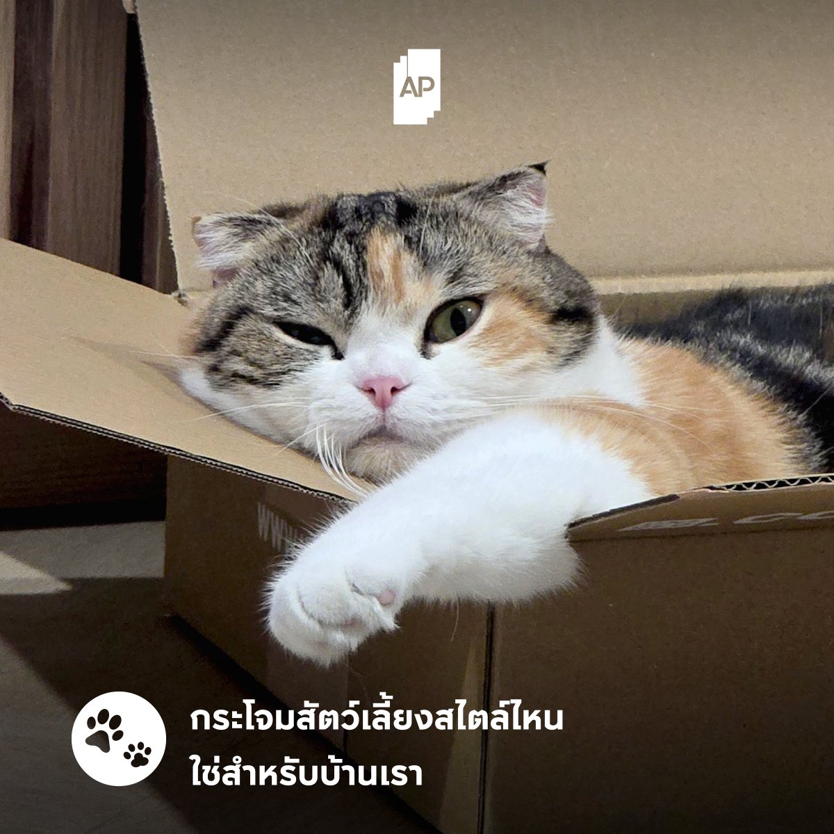 AP Thailand tweet media