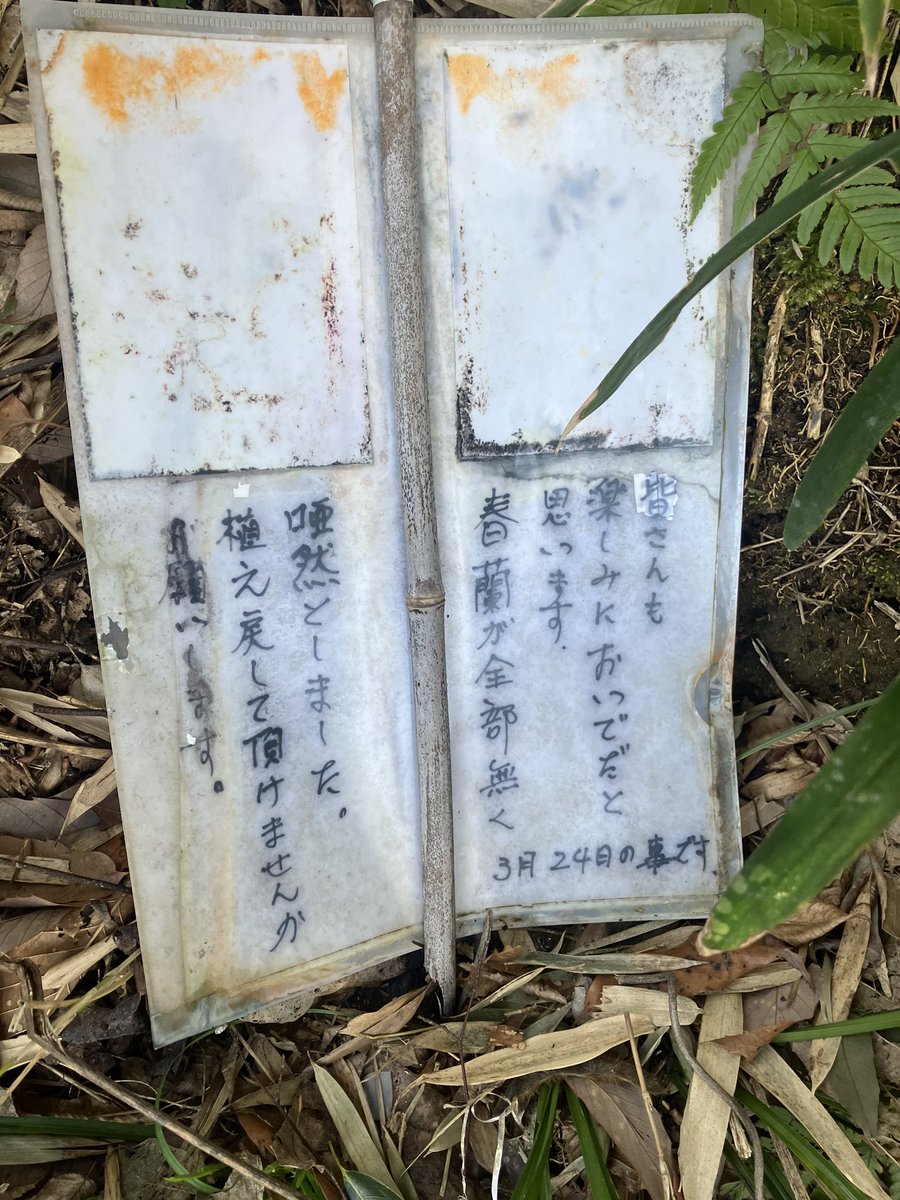 用事で山を登っていたら見つけました。
毎年楽しみにされている方もいらっしゃるみたいなので残念です。
今年は見られるのかな。