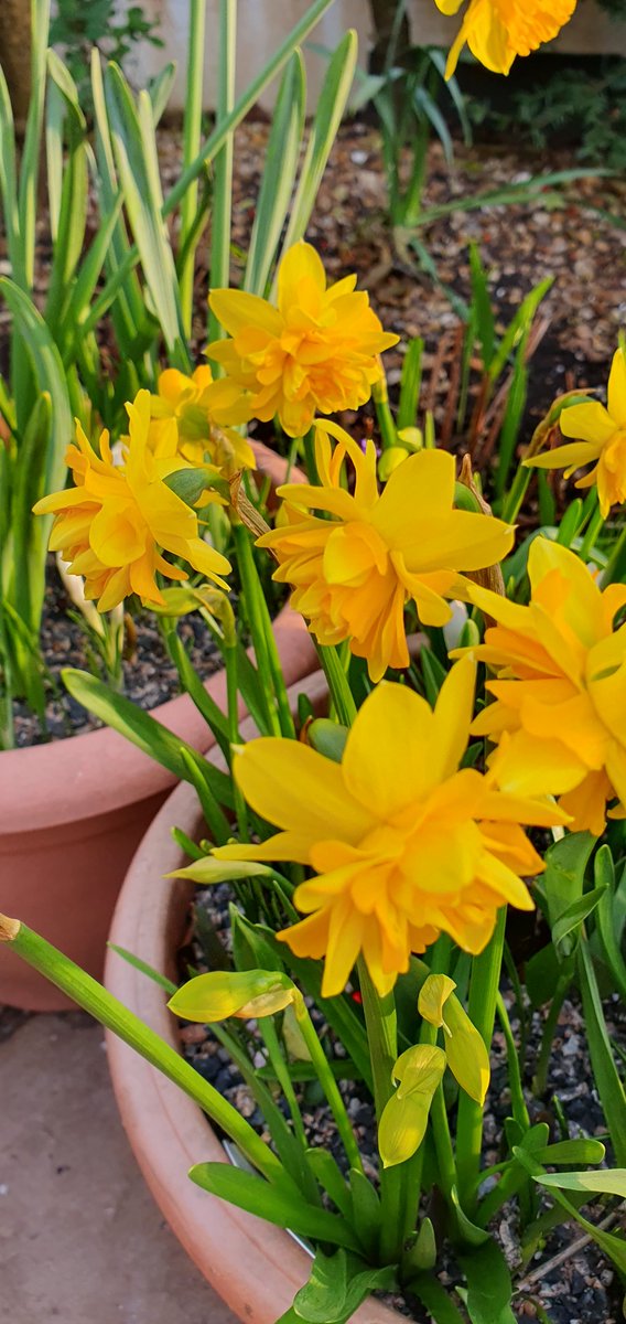 James_Gardening 🕊 tweet media