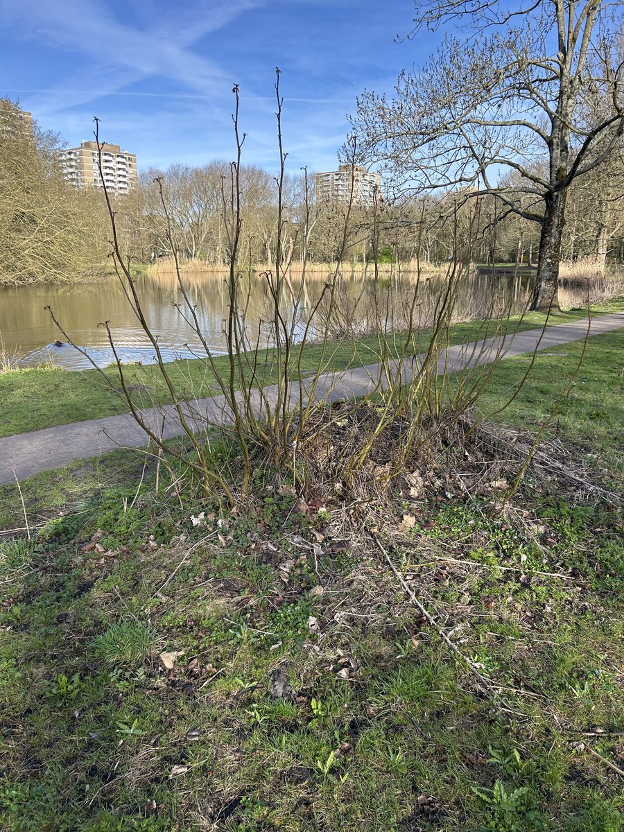 GregShapiro | TheAmericanNetherlander tweet media