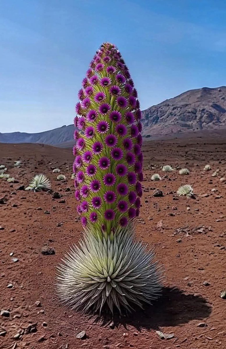 The Martian tweet media