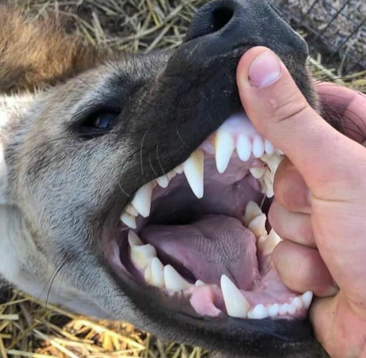 Scotty! 🦦 tweet media