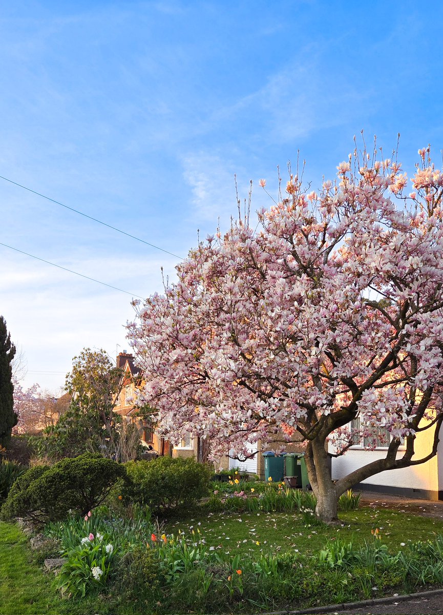 Most house in the neighbourhood has Magnolia what a beautiful sight