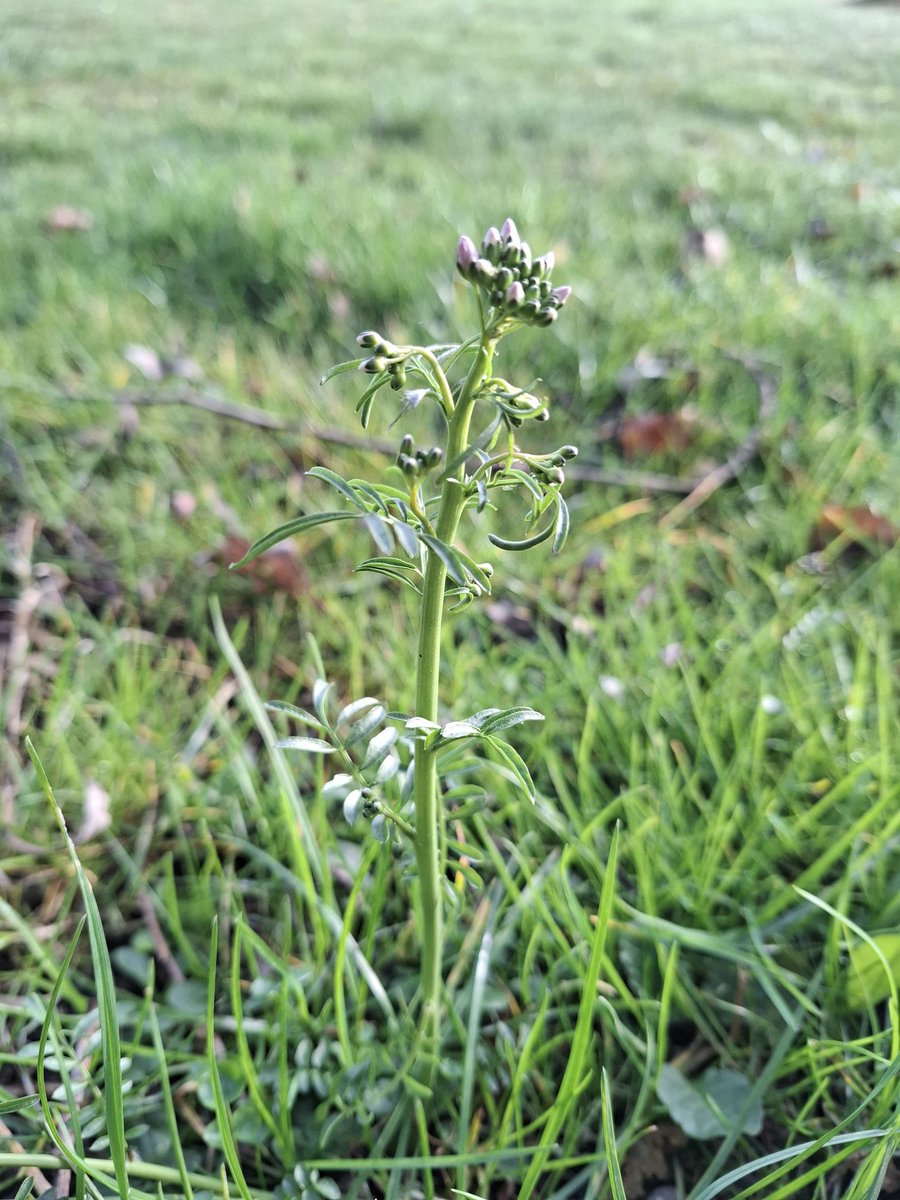 Piet Grasspriet 🌾 tweet media
