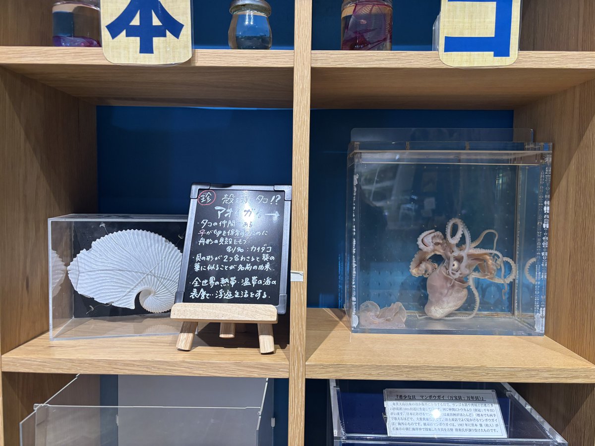 🐙わさろお🦑 tweet media