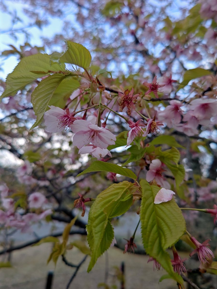 hitomihcx's tweet photo. Seiryoji Temple/清凉寺/2026.03.19
#Kyoto #京都 #arashiyama #嵐山
#Seiryoji #清凉寺
#Sagasyakado #嵯峨釈迦堂
#NearbyTemple #近所の寺
#PlumBlossom #梅
#GempeiPlum #源平梅
#CherryBlossoms #桜
#KawazuCherryBlossoms #河津桜
#JapaneseAndromeda #馬酔木 #アセビ https://t.co/z72k9J5xug