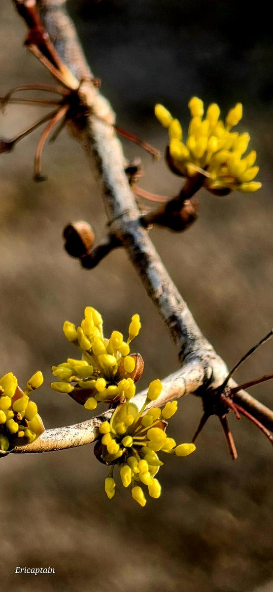 Ericaptain tweet media