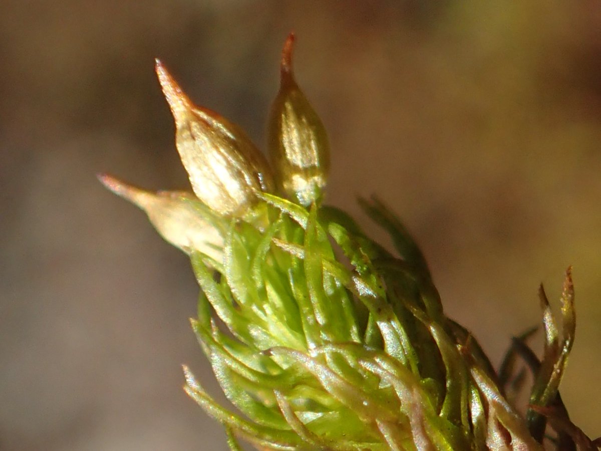 Masakuni Kimura tweet media