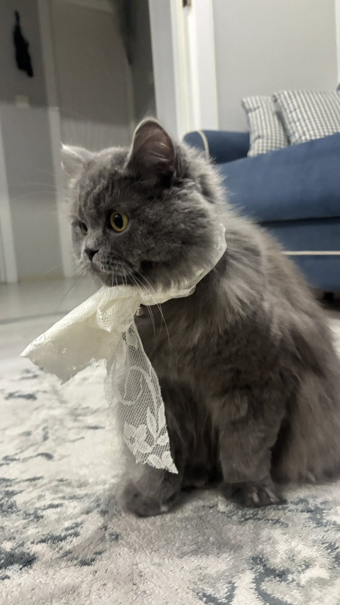 rukiyocal's tweet photo. @IrmiKnot Biz de hazırlandık ama kombini pek beğenmedi çıkarttı klasik dişi 🐣 https://t.co/F0cEOqGyWo
