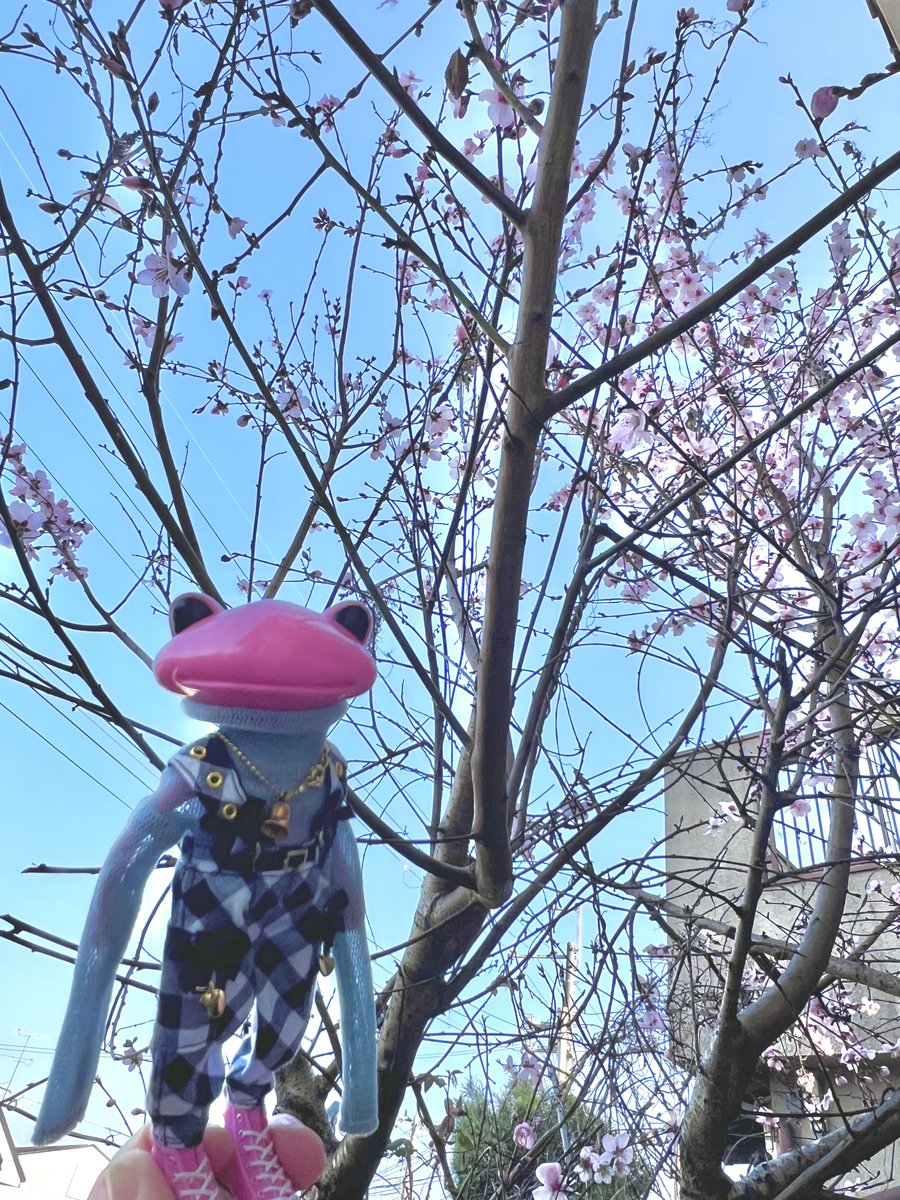 🐸🌸

#ワンダーフロッグ