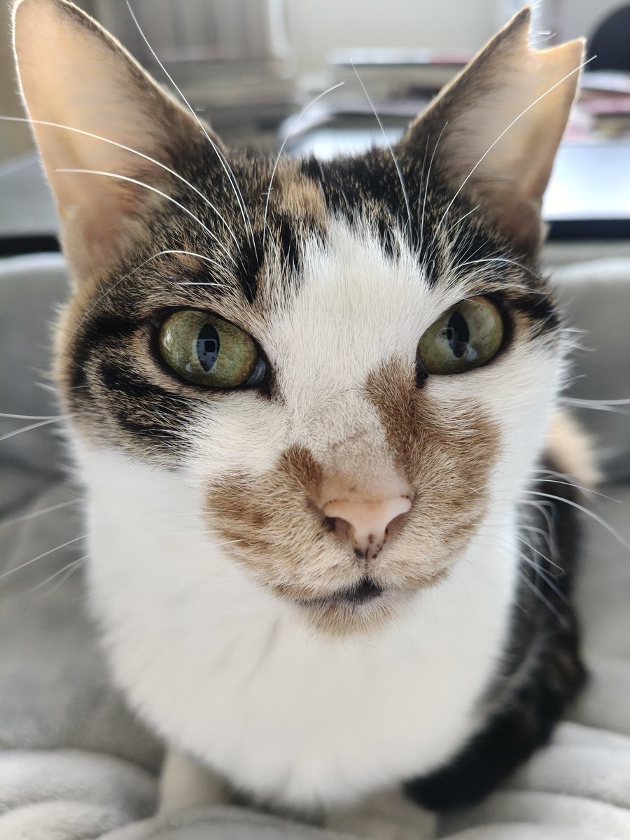 ポヌ吉とニッキとｶﾞﾝﾁｬﾝ tweet media