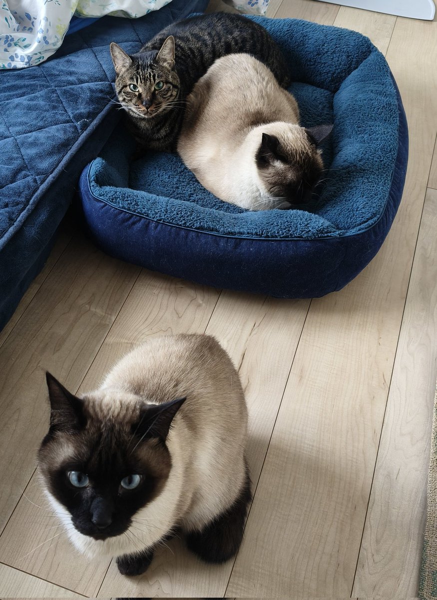 ポヌ吉とニッキとｶﾞﾝﾁｬﾝ tweet media