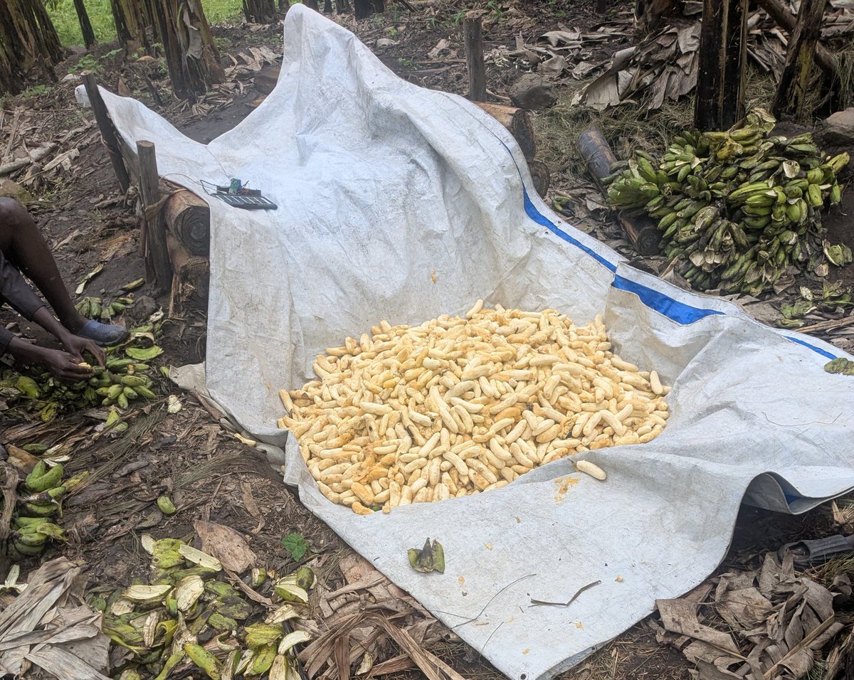 Brave Omwitira N 🇺🇬 tweet media