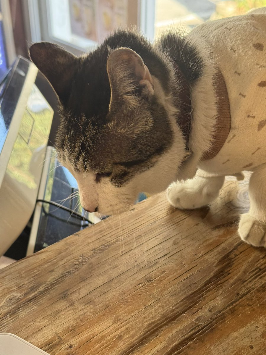 dda ˳ ˳ tweet media