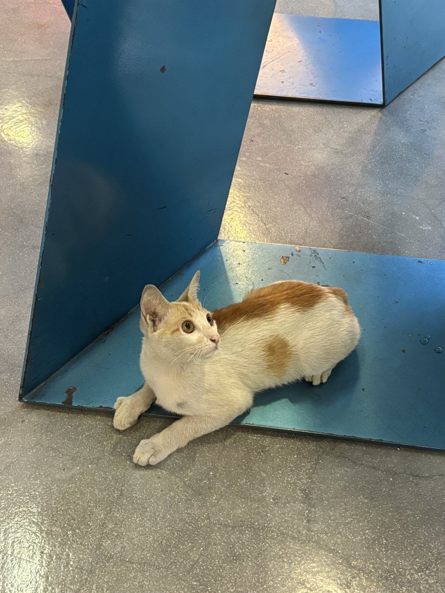 𓈒 ˖ ࣪ 𝜗𝜚 ׅ ۫ tweet media