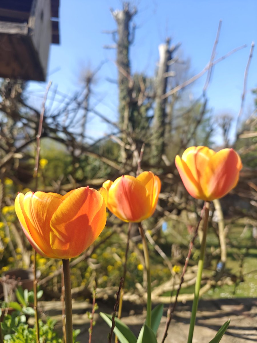 Rubix NG tweet media