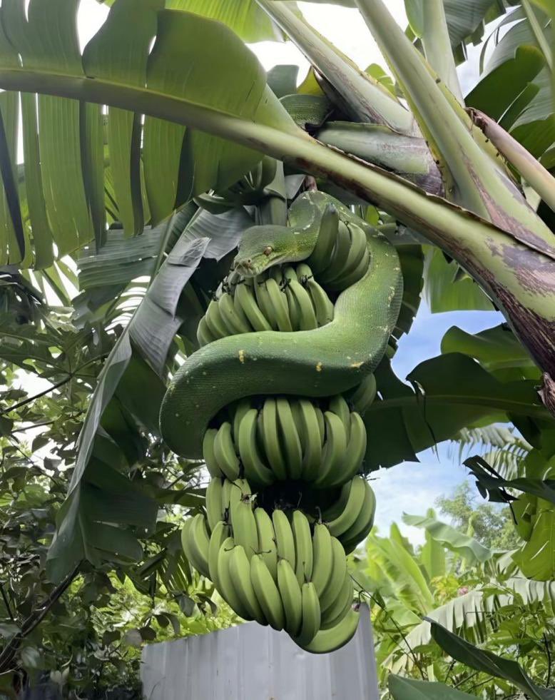 Ivory ✪ tweet media