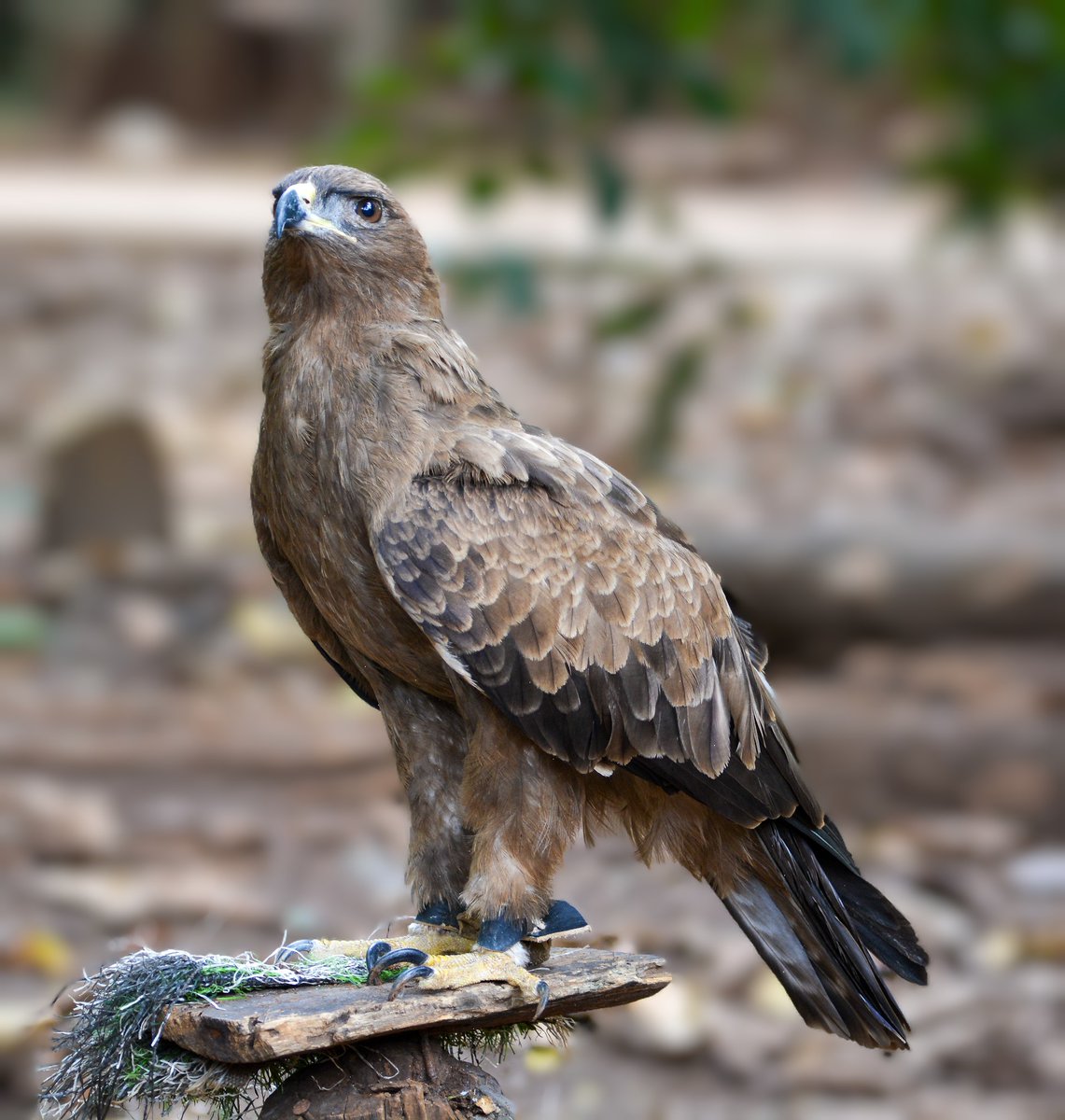 Birds Of Kenya 🇰🇪 tweet media