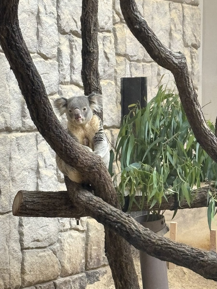 MASA@テスラModel3 tweet media