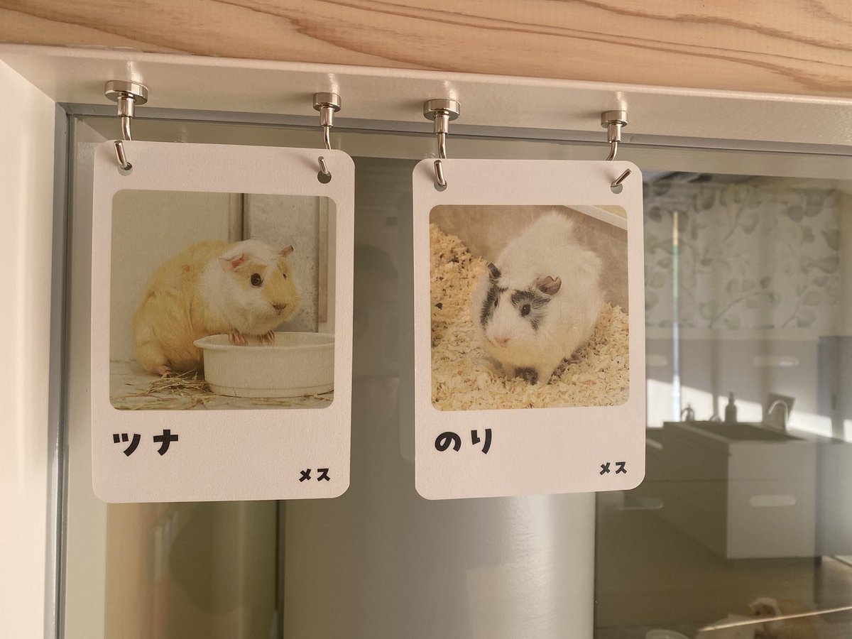 河北町児童動物園 (野生鳥獣救護所) tweet media