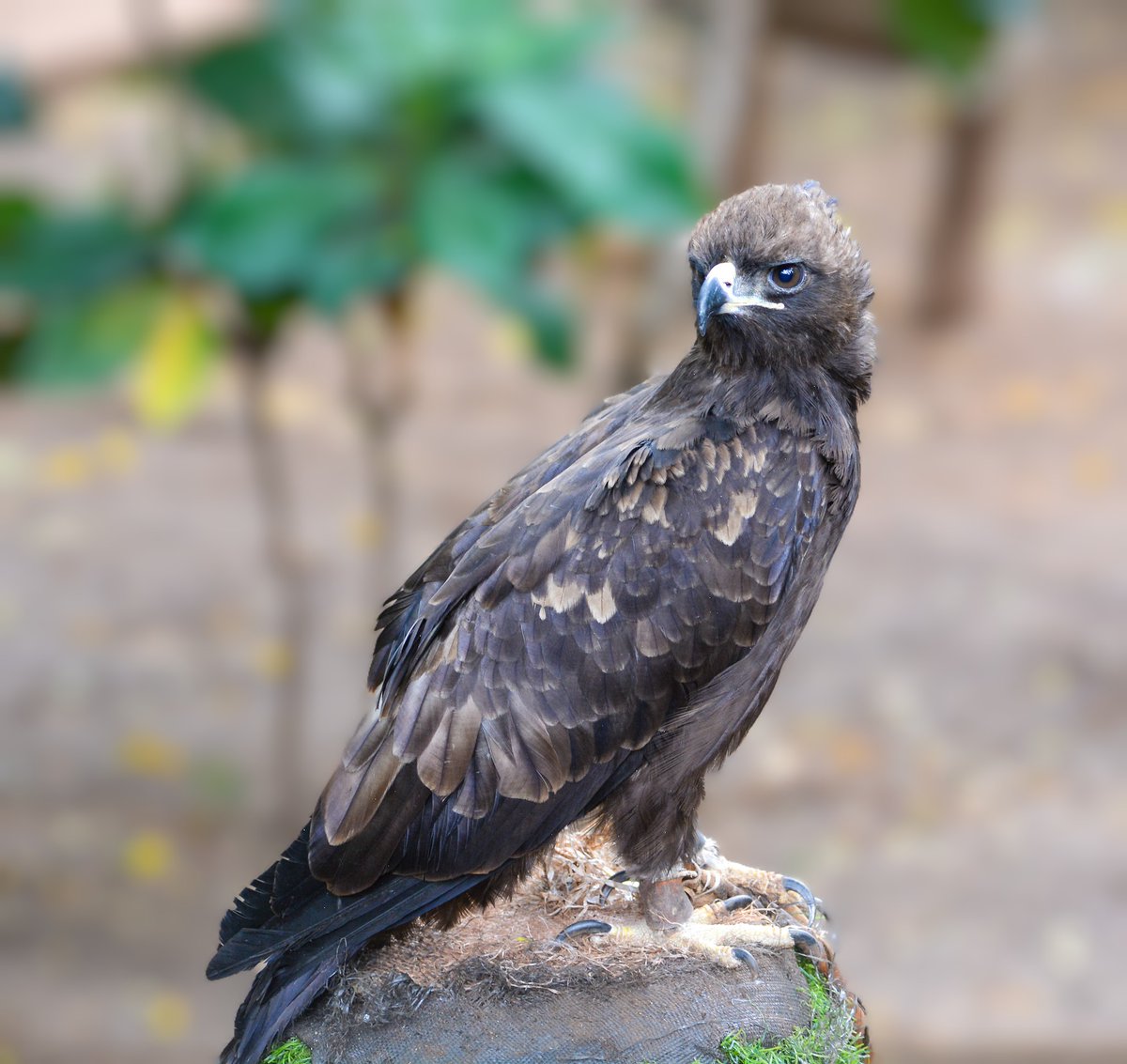 Birds Of Kenya 🇰🇪 tweet media