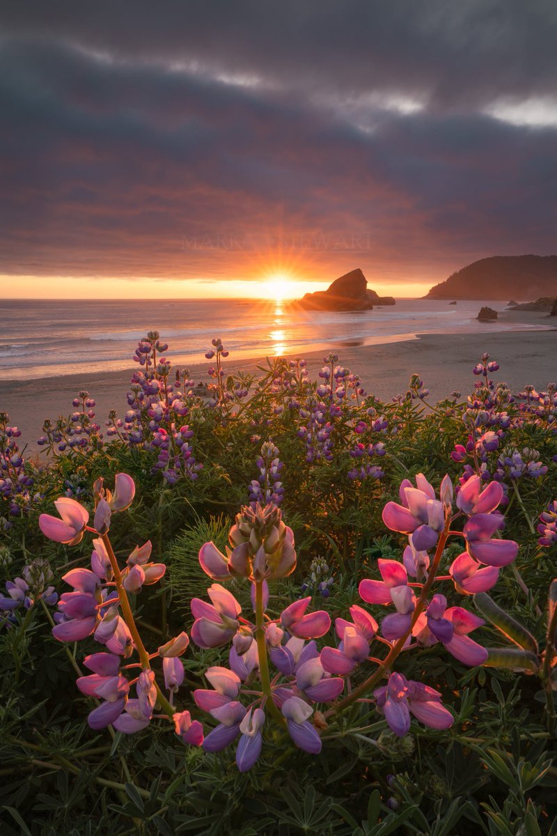 mark stewart tweet media