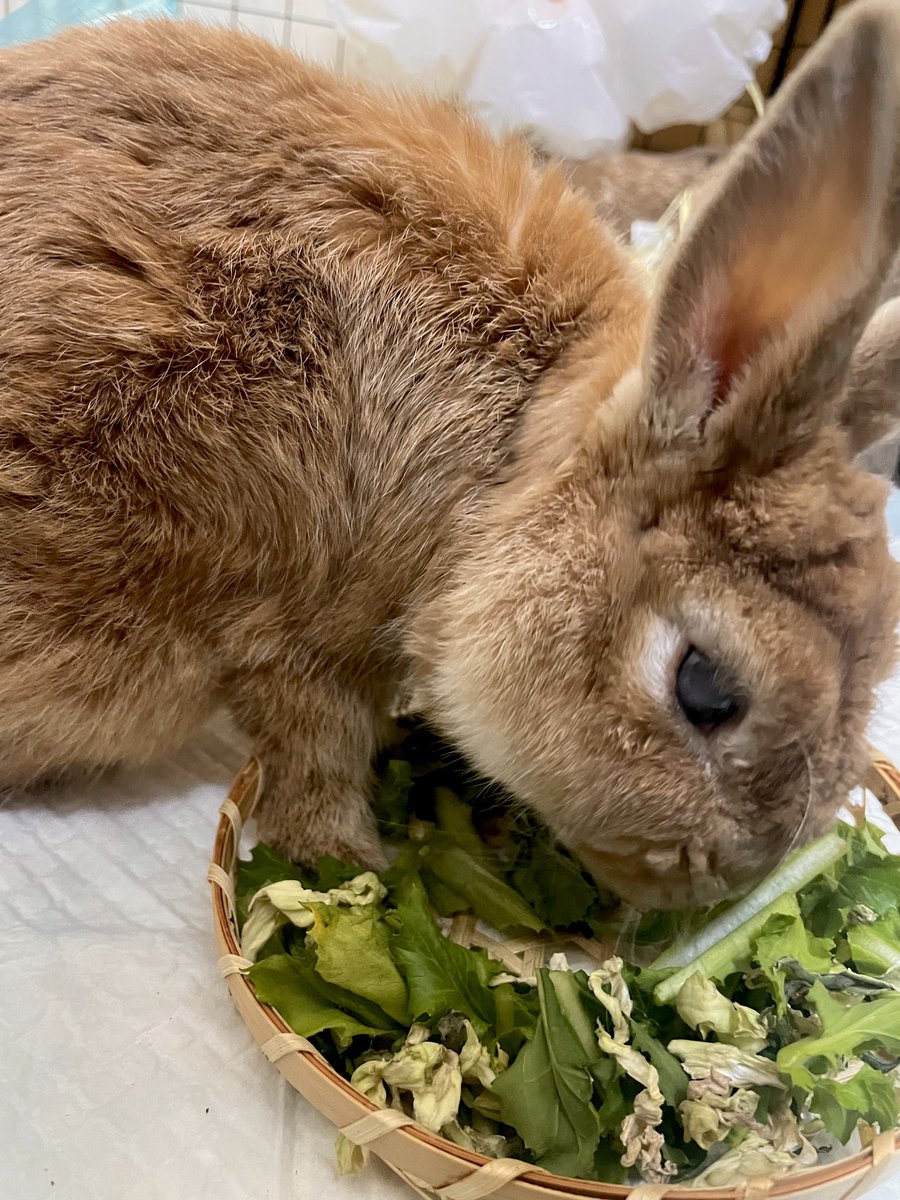 福耳うさぎ tweet media