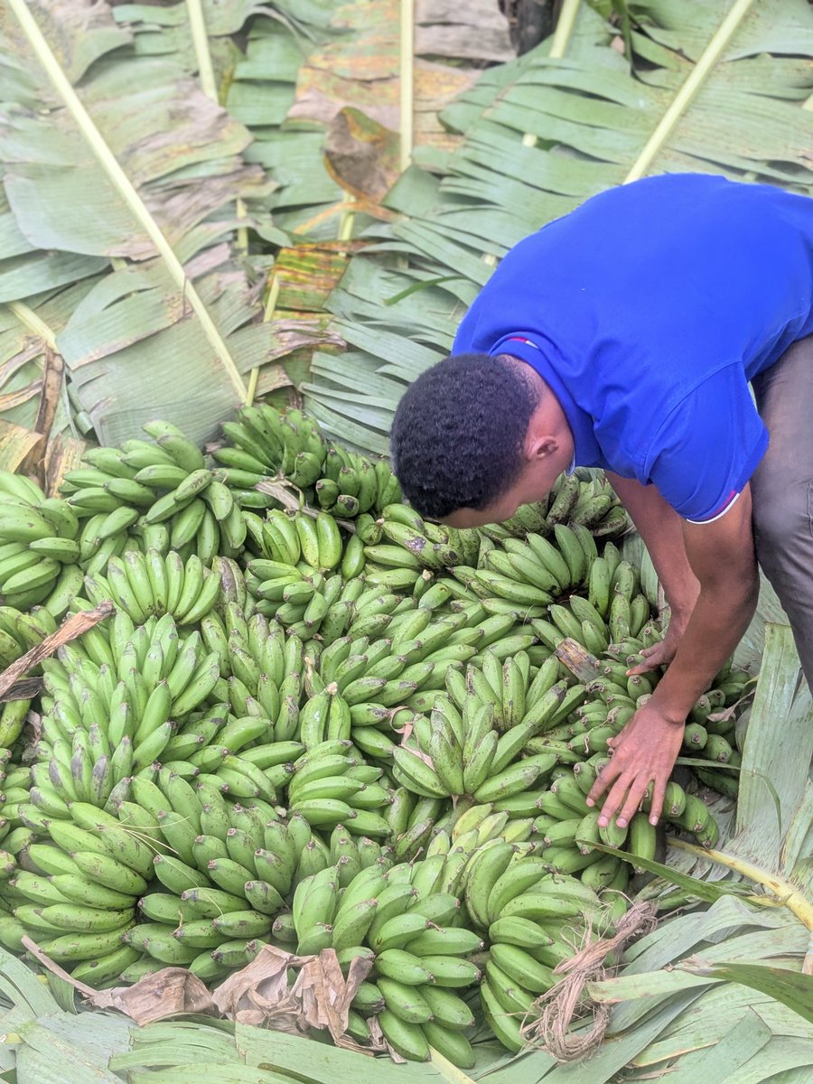 Brave Omwitira N 🇺🇬 tweet media