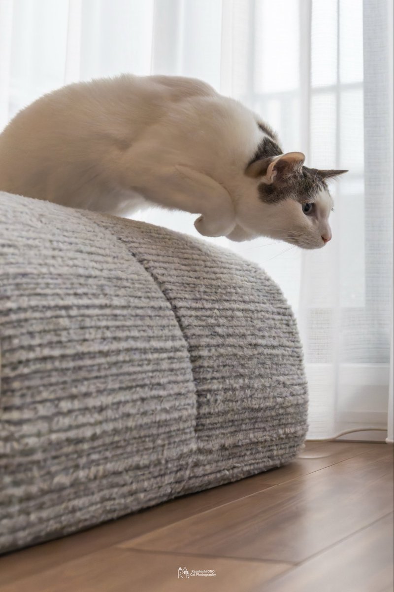 #これを見た人は好きな生き物を貼る
もちろん猫