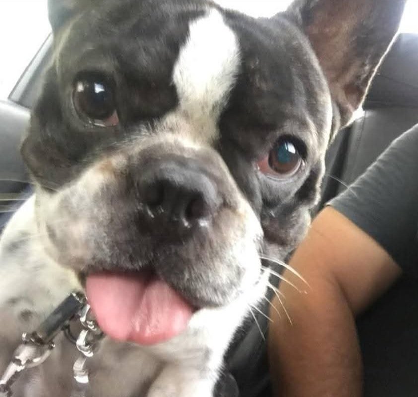 The Pyro Pup Center 🔥 tweet media