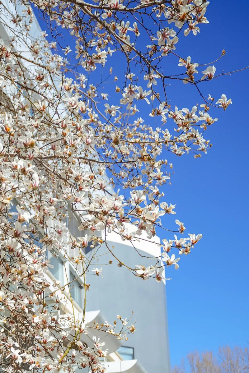 Beihang1952's tweet photo. On the day of #SpringEquinox, come to #Beihang for a romantic date with spring.🌸 https://t.co/zK2Bd3VhTq
