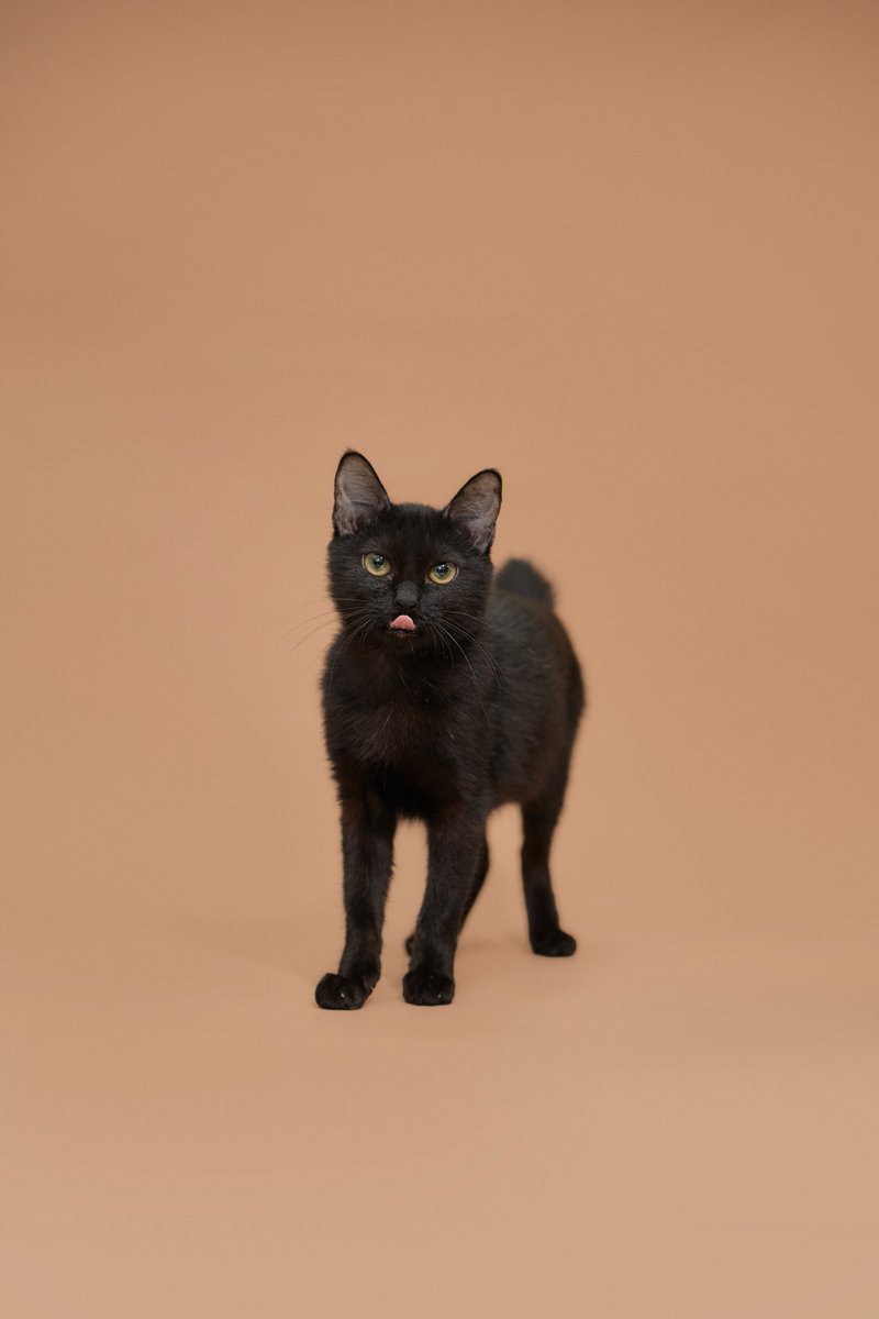 Soi Dog Adoptions tweet media