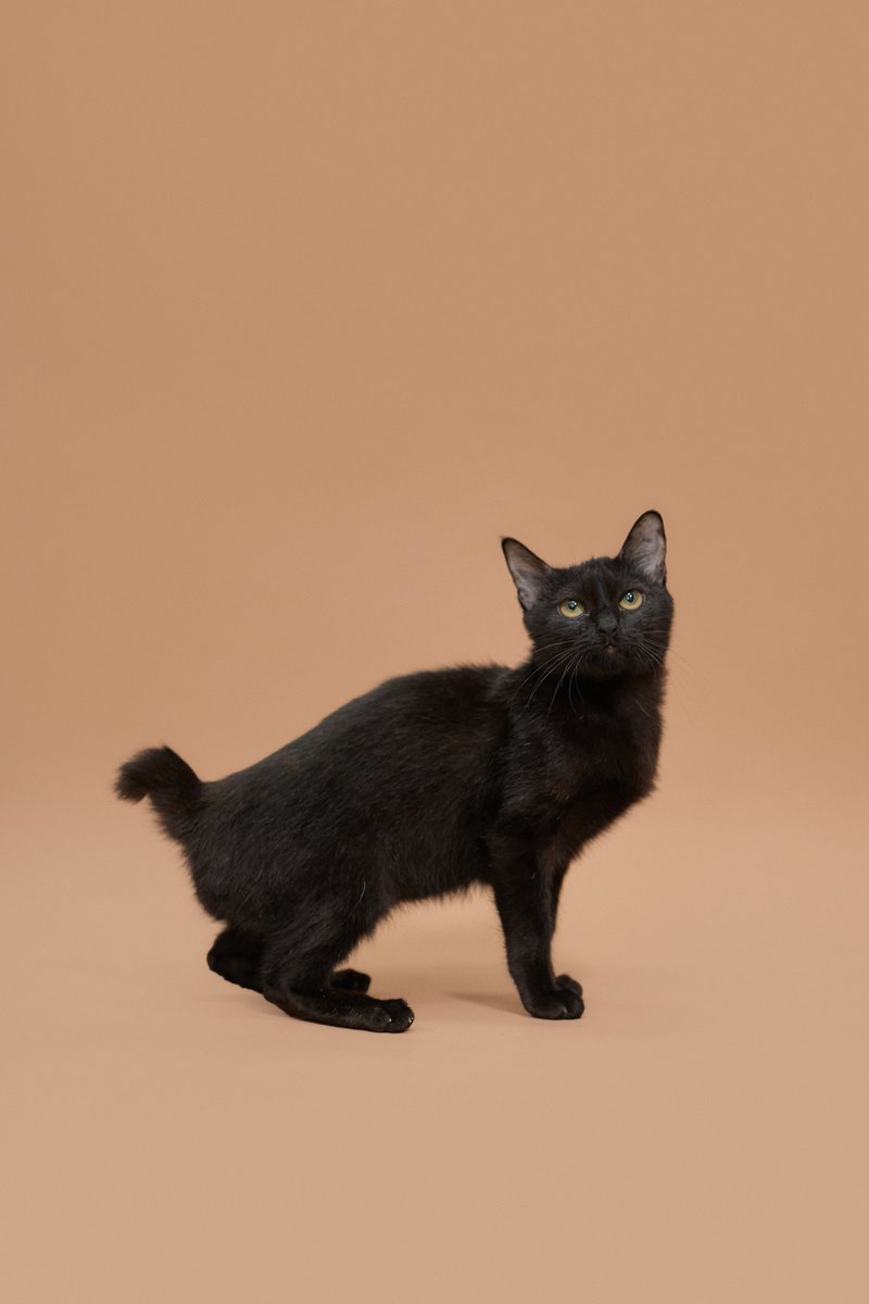 Soi Dog Adoptions tweet media