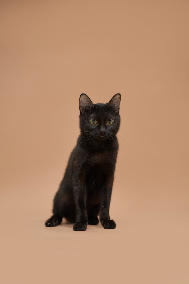 Soi Dog Adoptions tweet media