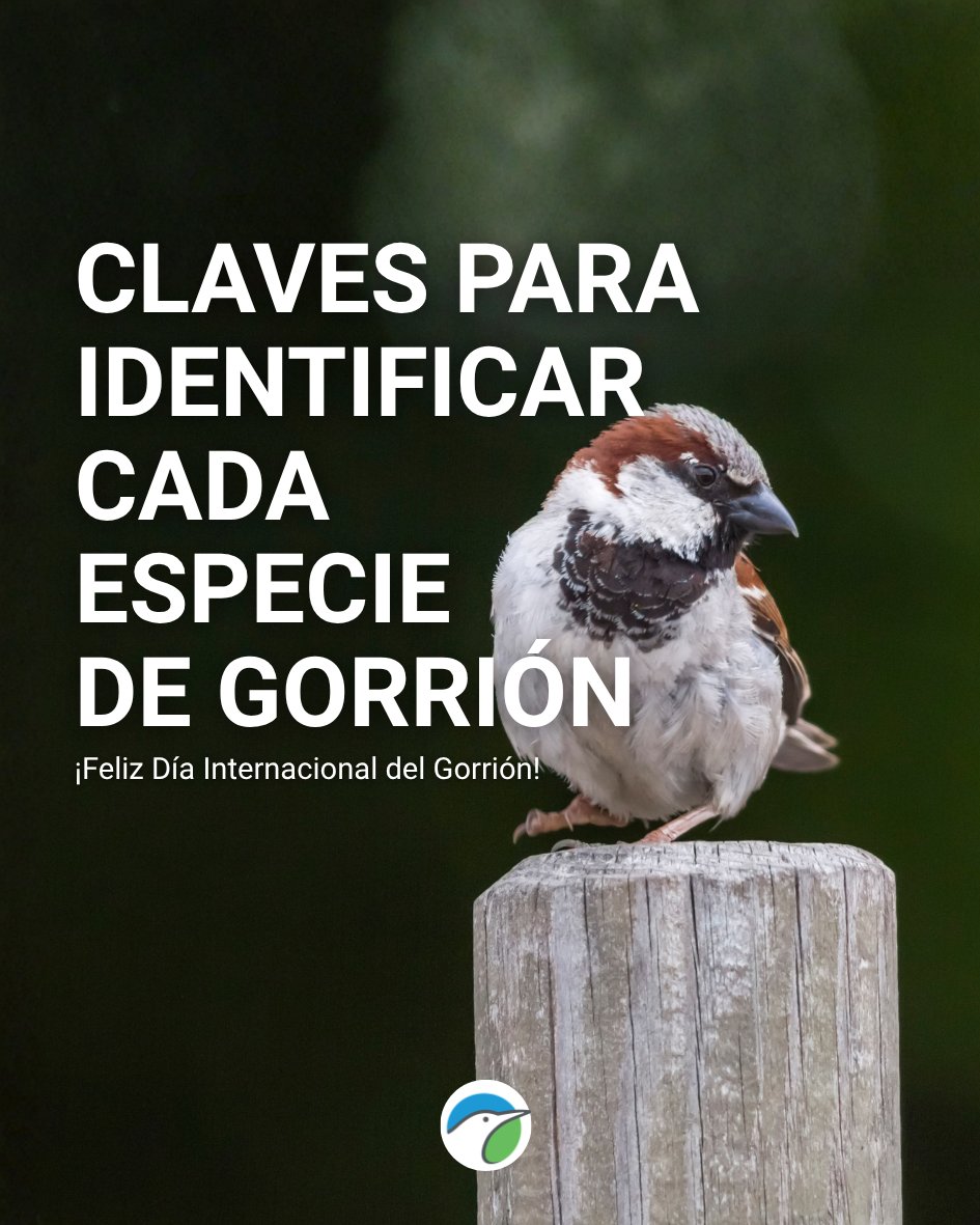 SEO/BirdLife tweet media