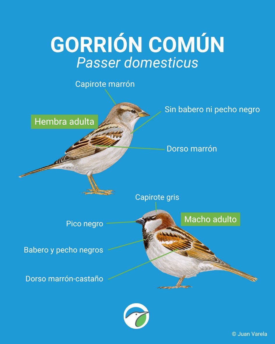 SEO/BirdLife tweet media